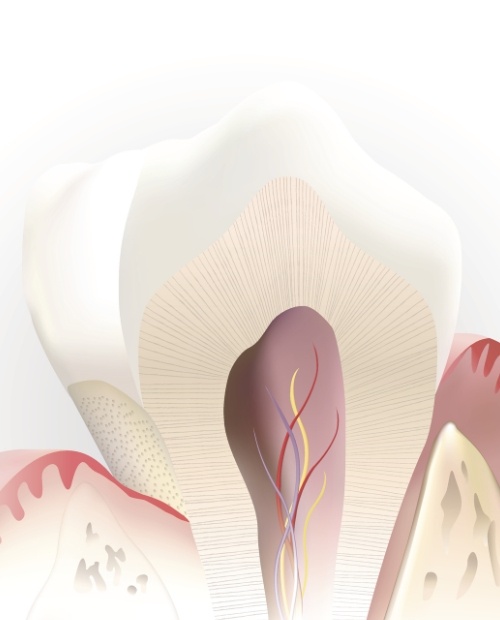 Animated inside of a healthy tooth not in need of root canal therapy